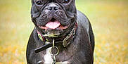 Tali Mae joined the competition — help win amazing prizes! animal, black_dog, canine, collar, cute, dog, ears_up, french_bulldog, friendly, grass, happy, mammal, nature, outdoor, pet, playful, portrait, standing, summer, tongue_out