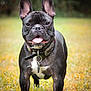 dog, french_bulldog, standing, grass, collar, tongue_out, ears_up, pet, animal, outdoor, happy, black_dog, cute, mammal, canine, friendly, nature, summer, portrait, playful
