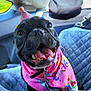 accessory, animal, bandana, birthday, black_dog, canine, car_interior, car_seat, celebration, close_up, cute, dog, festive, happy, indoor, party_hat, pet, seat_cover, smiling, tongue_out