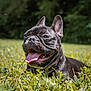 dog, french_bulldog, grass, tongue_out, outdoors, happy, pet, canine, ears, sunlight, nature, animal, mammal, portrait, greenery, daytime, close_up, smiling, playful, resting