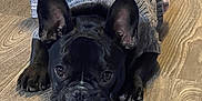 Tali Mae is registered to the contest to win money with this photo: animal, blanket, boxer, bulldog, canine, clothing, dog, frenchbulldog, hardwood, knitwear, pet, pitbull, pug, puppy, sweater, wood