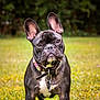 dog, french_bulldog, pet, animal, outdoor, grass, collar, ears, brown_eyes, short_hair, muzzle, cute, portrait, canine, young_dog, tag, nature, domestic_animal, alert, standing