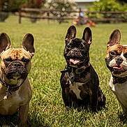 Luna Tali Mae Milo is registered to the contest to win money with this photo: dog, french_bulldog, grass, outdoor, sunlight, pet, animal, canine, panting, collar, three, nature, mammal, field, summer, playful, companion, cute, portrait, sitting