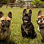 animal, canine, collar, companion, cute, dog, field, french_bulldog, grass, mammal, nature, outdoor, panting, pet, playful, portrait, sitting, summer, sunlight, three