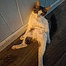 animal, cat, curious, cute, domestic, ears, feline, floor, fur, indoor, leaning, long_leg, pet, relaxed, resting, sitting, wall, whiskers, white_and_gray, wooden_floor