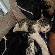 Galaxy is registered to the contest to win money with this photo: animal, arm, blanket, cat, closeup, comfort, couch, cozy, domestic_animal, feline, fur, indoor, nap, paw, pet, relaxing, resting, sleeping, soft, whiskers