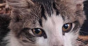 Galaxy is registered to the contest to win money with this photo: adorable, animal, cat, close_up, curious, cute, ears, eyes, face, feline, fur, kitten, nature, nose, outdoor, pet, portrait, resting, whiskers, young