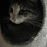 Galaxy joined the competition — help win amazing prizes! animal, cat, cat_condo, close_up, cozy, curious, cute, dark_background, domestic_animal, face, feline, feline_face, furry, indoor, pet, portrait, resting, snout, soft_texture, whiskers