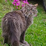 cat, gray_cat, fluffy, green_eyes, outdoor, grass, flowers, pink_flowers, nature, animal, pet, feline, looking_back, whiskers, tail, blurred_background, car, leafy, garden, small_path