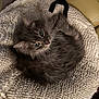 Grisou a rejoint le concours — aidez-le/la à gagner de superbes lots ! cat, gray_cat, fluffy, curled_up, green_eyes, indoor, cozy, blanket, mat, textured, circular, handle, leather_couch, pet, fur, whiskers, relaxed, looking_up, domestic_animal, resting
