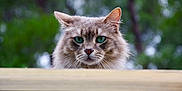 Grisou participe au concours pour gagner de l'argent avec cette photo : cat, animal, pet, feline, green_eyes, fluffy, whiskers, ears, outdoor, nature, wooden_fence, portrait, curious, close_up, mammal, looking, background_blur, soft_light, wildlife, cute
