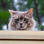 cat, animal, pet, feline, green_eyes, fluffy, whiskers, ears, outdoor, nature, wooden_fence, portrait, curious, close_up, mammal, looking, background_blur, soft_light, wildlife, cute
