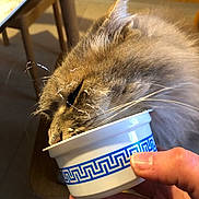 Grisou participe au concours pour gagner de l'argent avec cette photo : cat, fluffy, whiskers, food, cup, hand, indoor, table, chair, furry, closeup, pet, cute, messy, face, animal, domestic, eating, blue_pattern, human