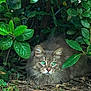 Grisou participe au concours pour gagner de l'argent avec cette photo : cat, green_eyes, gray_fur, bush, leaves, outdoor, nature, animal, pet, wildlife, ground, foliage, camouflage, whiskers, mammal, stalking, garden, plant, cute, alert