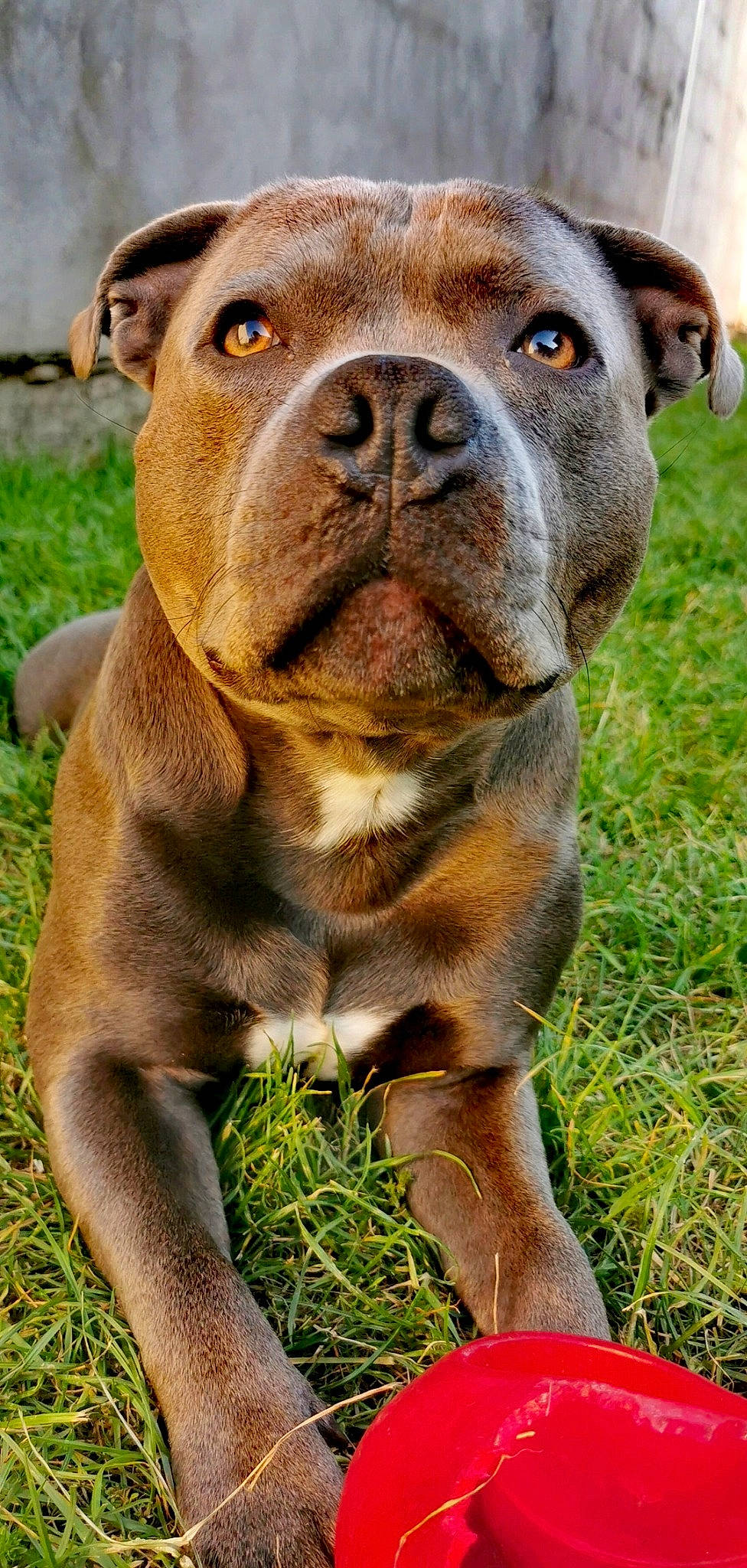 Osco participe au concours pour gagner de l'argent avec cette photo : american_bulldog, american_pit_bull_terrier, australian_bulldog, british_bulldogs, bulldog, canidae, carnivore, dog, dog_breed, dorset_olde_tyme_bulldogge, grass, mammal, molosser, non_sporting_group, old_english_bulldog, olde_english_bulldogge, rare_breed_dog, renascence_bulldogge, snout, vertebrate