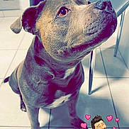Osco participe au concours pour gagner de l'argent avec cette photo : dog, pet, indoor, floor, tile, chair, animal, cute, looking_up, ears, snout, brown, white_markings, canine, companion, domestic, adorable, fur, sticker, cartoon