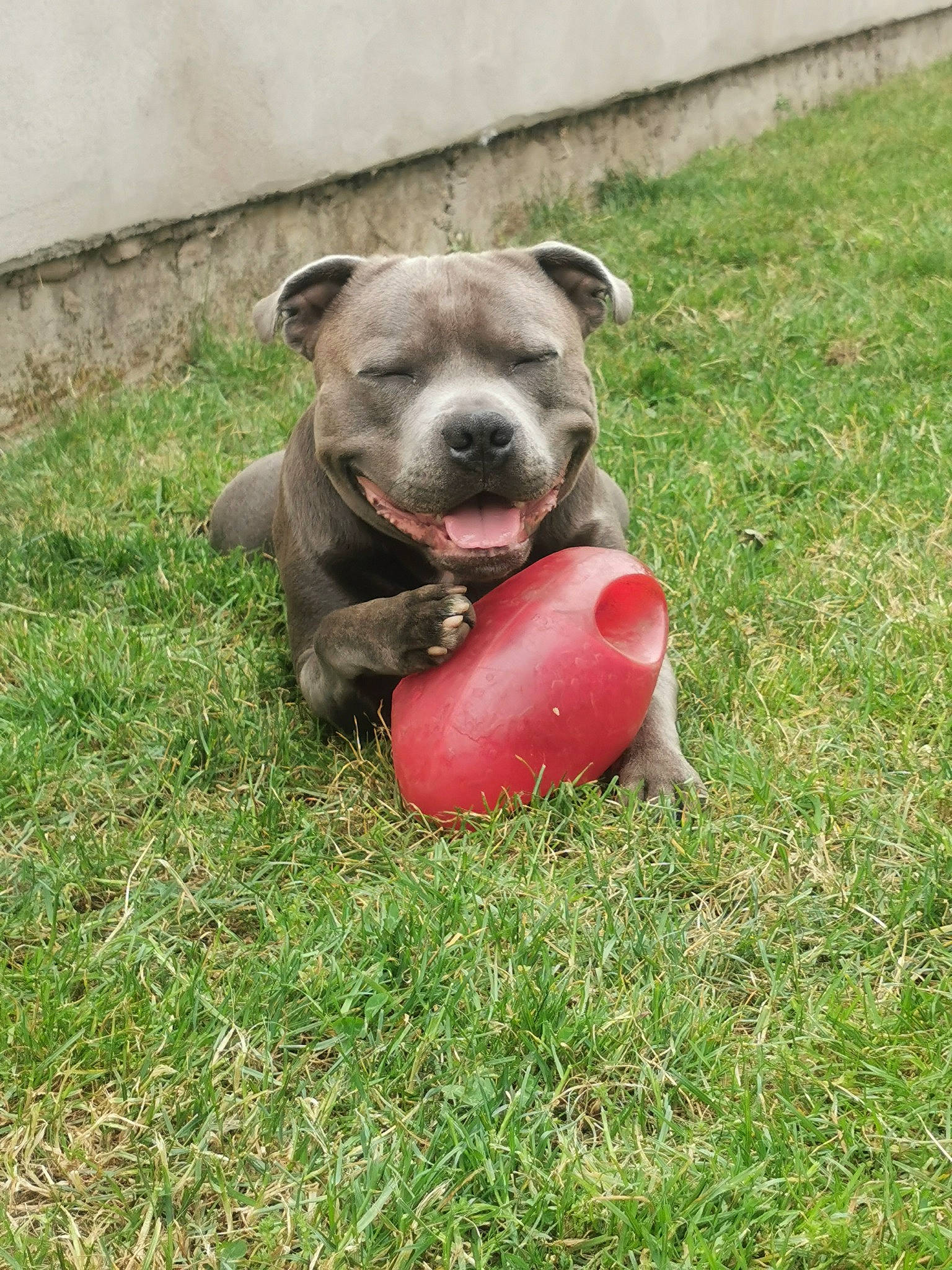 Osco participe au concours pour gagner de l'argent avec cette photo : alaunt, american_pit_bull_terrier, american_staffordshire_terrier, canidae, canis_panther, carnivore, dog, dog_breed, fawn, grass, mammal, non_sporting_group, pit_bull, snout, staffordshire_bull_terrier, terrier, vertebrate