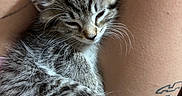 Lilo joined the competition — help win amazing prizes! kitten, cat, tabby, sleepy, cuddling, cozy, fluffy, fur, whiskers, ears, paws, tail, closeup, portrait, pet, animal, gray, striped, tattoo, person
