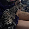 cat, tabby_cat, sleeping, relaxed, pet, animal, furry, striped_fur, whiskers, closed_eyes, paws, tail, person, hand, lap, tattoo, blanket, bedroom, indoors, cozy