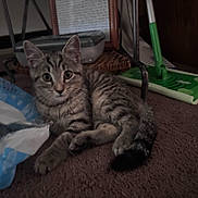 Lilo is registered to the contest to win money with this photo: cat, kitten, tabby, striped_fur, pet, animal, lying_down, carpet, indoor, home, cute, portrait, front_view, green_mop, cleaning_supplies, storage_bin, plastic_bag, framed_note, brown_floor, whiskers