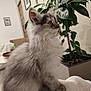 Aïoli a rejoint le concours — aidez-le/la à gagner de superbes lots ! kitten, cat, fluffy, gray, white, indoor, plant, green, blanket, pet, cute, feline, young, curious, sitting, closeup, cozy, domestic, fur, animal