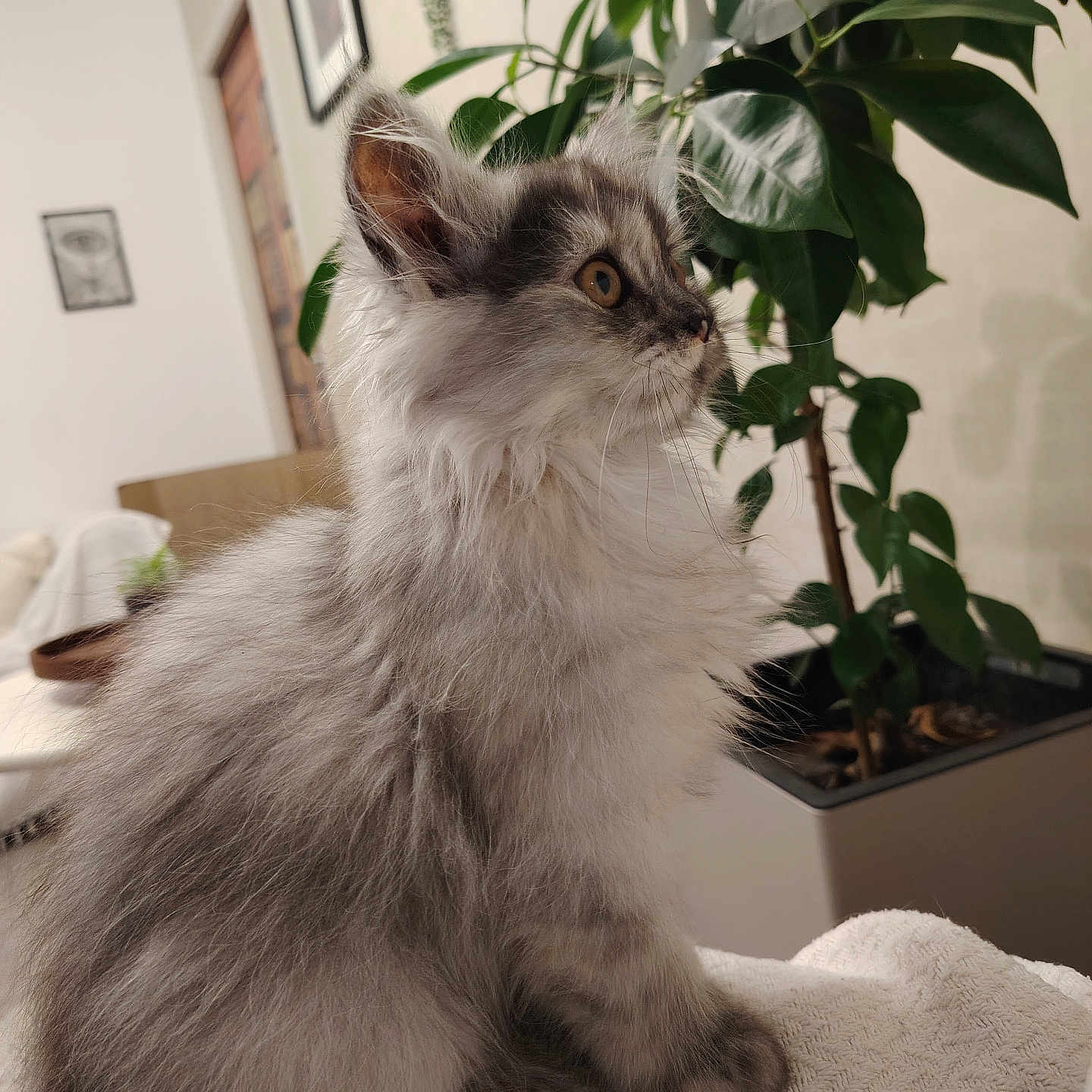 Aïoli a rejoint le concours — aidez-le/la à gagner de superbes lots ! animal, blanket, cat, closeup, cozy, curious, cute, domestic, feline, fluffy, fur, gray, green, indoor, kitten, pet, plant, sitting, white, young