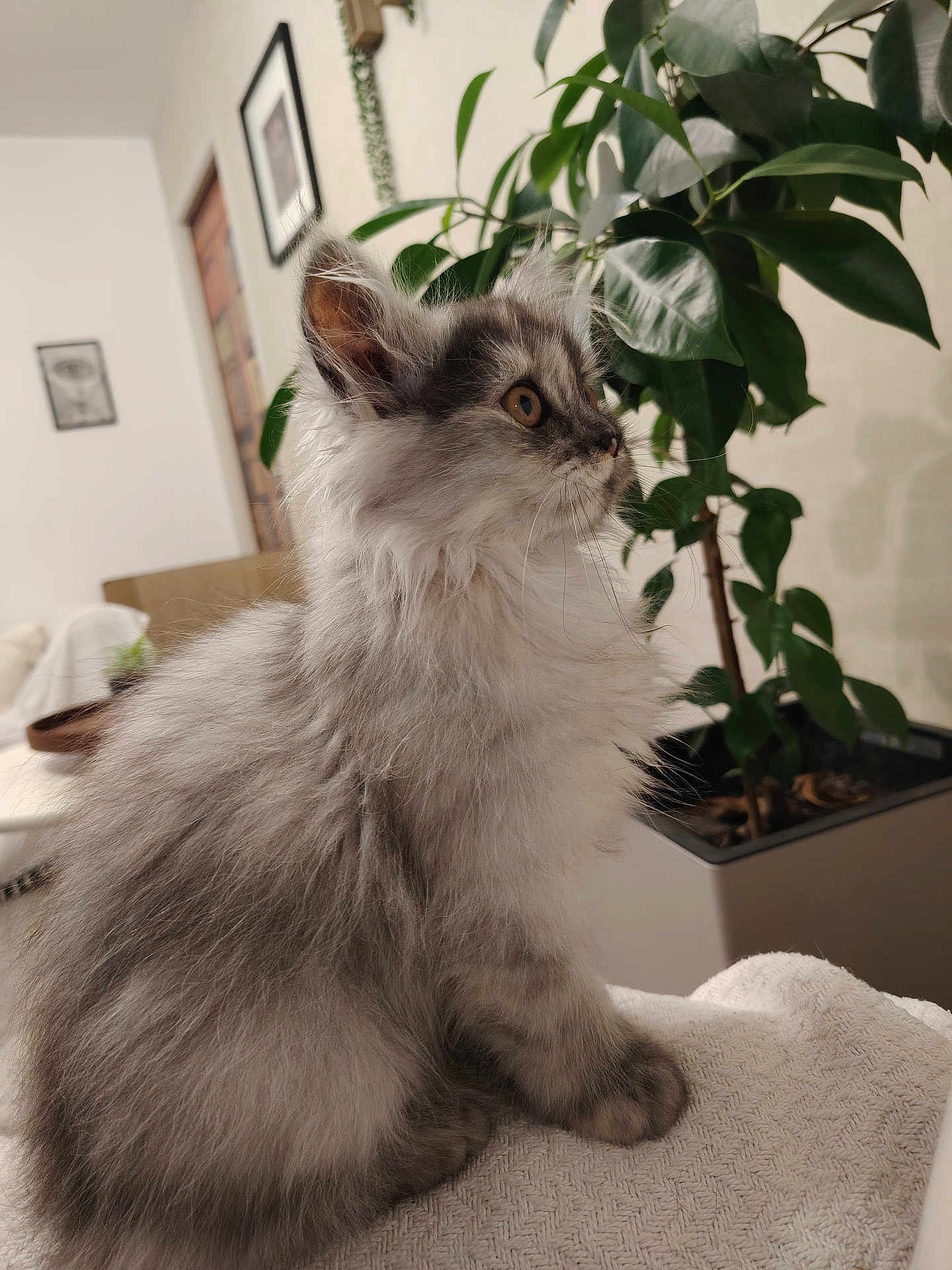 Aïoli a rejoint le concours — aidez-le/la à gagner de superbes lots ! kitten, cat, fluffy, gray, white, indoor, plant, green, blanket, pet, cute, feline, young, curious, sitting, closeup, cozy, domestic, fur, animal