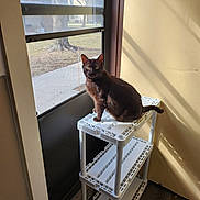 Benny is registered to the contest to win money with this photo: cat, black_cat, pet, indoor, sitting, shelf, plastic_shelf, door, window, sunlight, shadow, green_eyes, animal, feline, domestic_cat, looking, resting, home, floor, wall