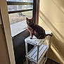 cat, black_cat, pet, indoor, sitting, shelf, plastic_shelf, door, window, sunlight, shadow, green_eyes, animal, feline, domestic_cat, looking, resting, home, floor, wall