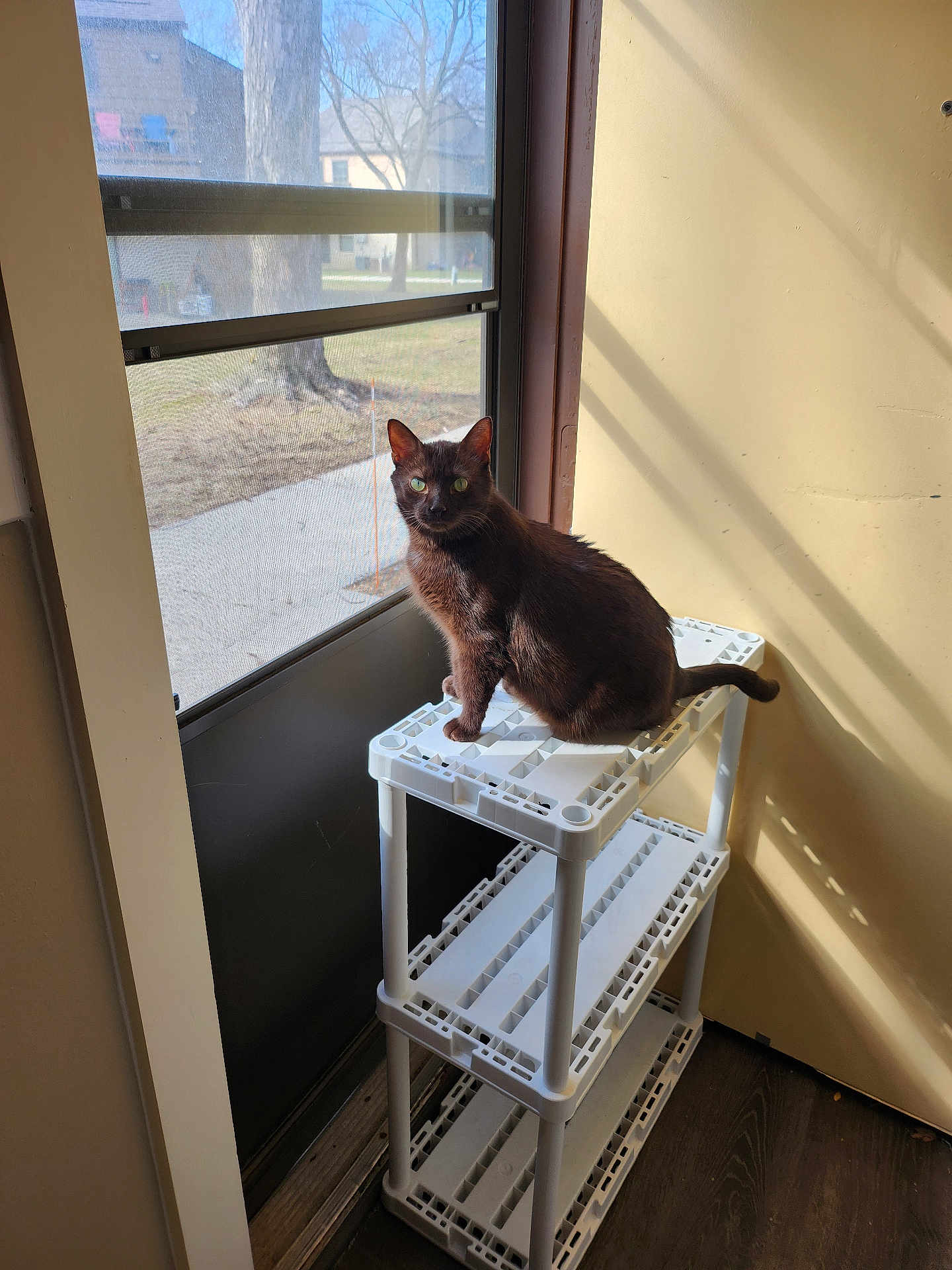 Benny