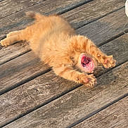 Junior joined the competition — help win amazing prizes! animal, cat, cute, feline, fluffy, fur, kitten, mammal, nature, orange_cat, outdoor, paws, pet, playful, small, stretching, sunlight, wood, wooden_deck, yawning