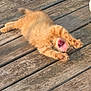 animal, cat, cute, feline, fluffy, fur, kitten, mammal, nature, orange_cat, outdoor, paws, pet, playful, small, stretching, sunlight, wood, wooden_deck, yawning