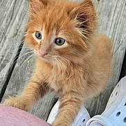 Junior is registered to the contest to win money with this photo: animal, cat, close_up, crocs, curious, cute, feline, fur, kitten, leg, orange_cat, outdoor, paw, pet, playful, sock, tattoo, whiskers, wooden_deck, young