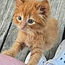 animal, cat, close_up, crocs, curious, cute, feline, fur, kitten, leg, orange_cat, outdoor, paw, pet, playful, sock, tattoo, whiskers, wooden_deck, young