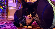 Inky is registered to the contest to win money with this photo: animal, black_and_white, carpet, cat, christmas_lights, colorful, cozy, curious, festive, floor, furniture, home, indoor, mammal, pet, rug, soft_lighting, toy, tuxedo_cat, whiskers