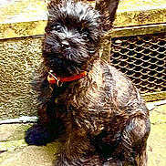 Rosie participe au concours pour gagner de l'argent avec cette photo : animal, black_fur, close_up, collar, curious, cute, dog, fluffy, head_tilt, metal_grate, outdoor, pet, portrait, puppy, sitting, small_dog, stone_floor, texture, wall, young_dog