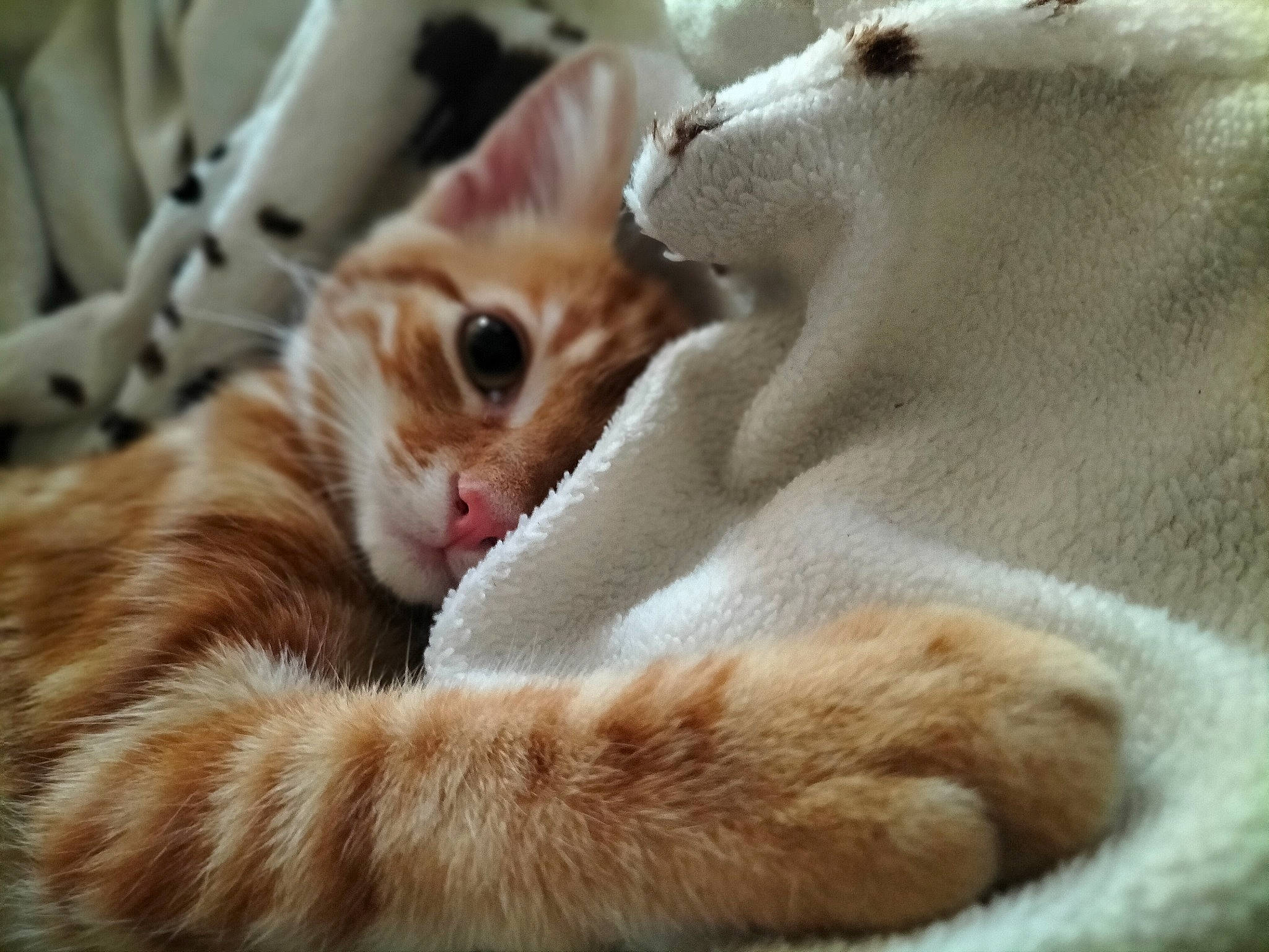 D'Jack participe au concours pour gagner de l'argent avec cette photo : carnivore, cat, claw, close_up, comfort, domestic_short_haired_cat, ear, fawn, felidae, fur, paw, small_to_medium_sized_cats, snout, tail, whiskers