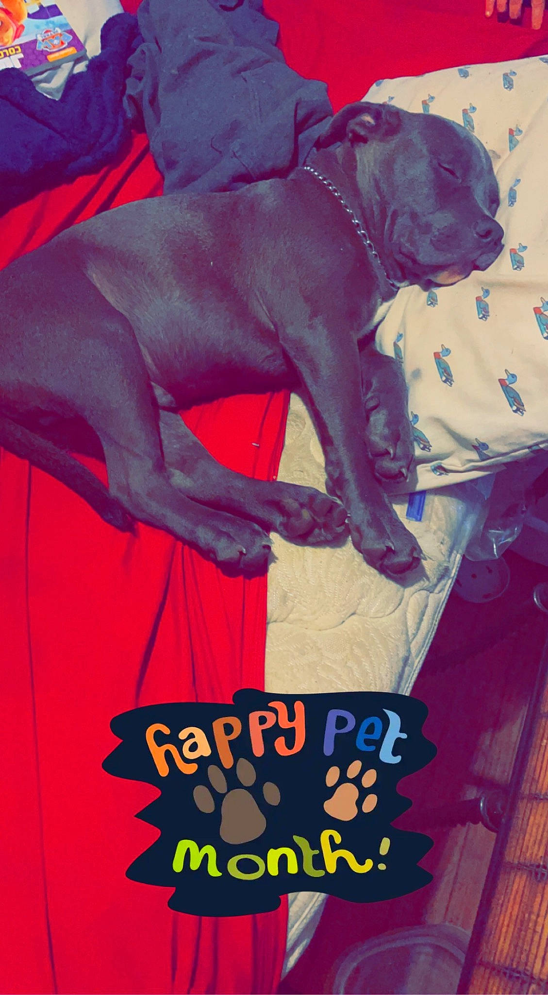 Krillin is registered to the contest to win money with this photo: carmine, carnivore, collar, companion_dog, dog, dog_breed, dog_supply, electric_blue, fawn, font, guard_dog, magenta, pet_supply, red, sleeve, sporting_group, sportswear, t_shirt, toy_dog, working_animal