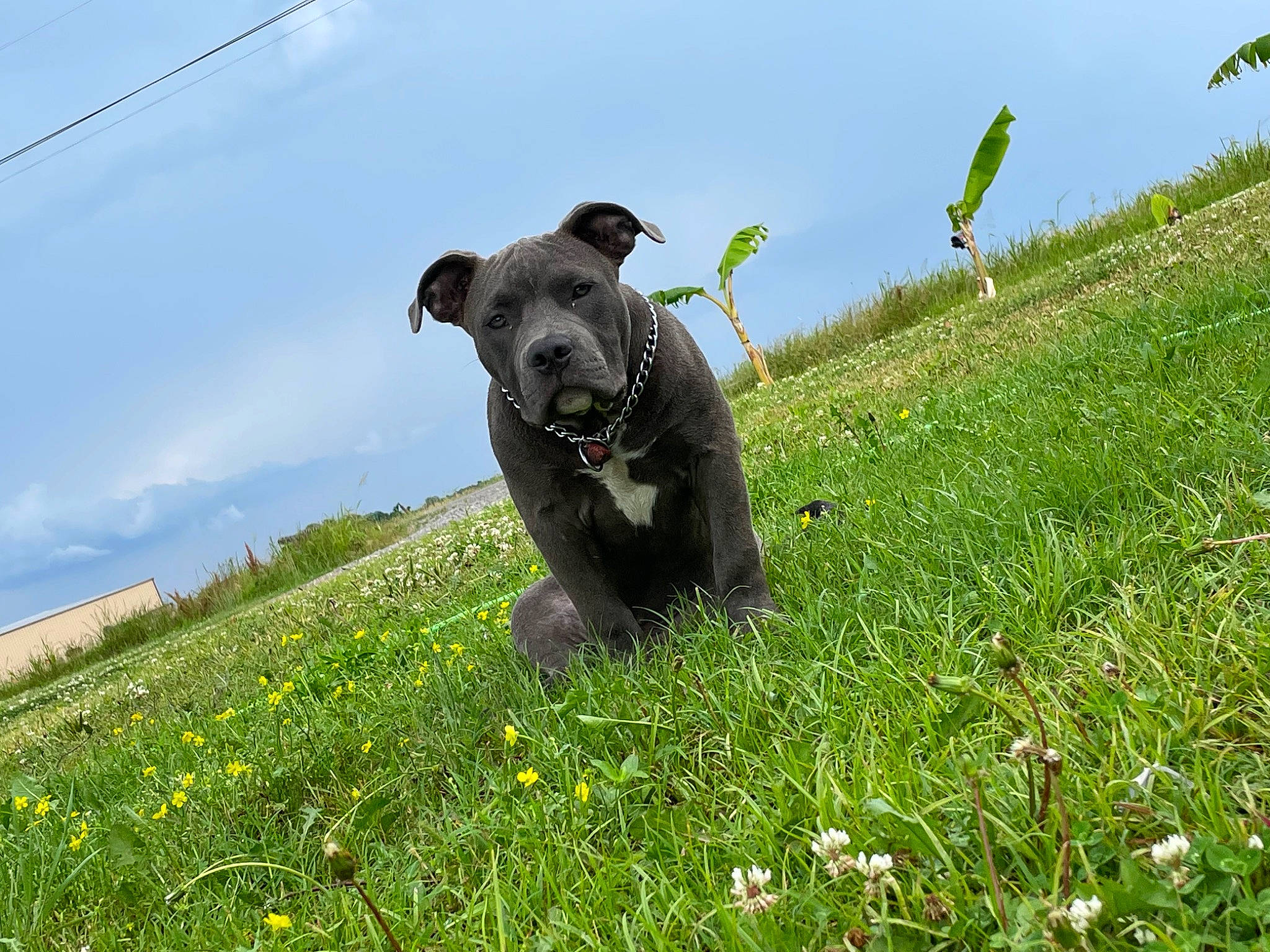 Krillin joined the competition — help win amazing prizes! carnivore, cloud, companion_dog, dog, dog_breed, fawn, field, flower, grass, grass_family, grassland, groundcover, herbaceous_plant, meadow, pasture, people_in_nature, plant, prairie, sky, working_animal