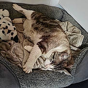 Nougat a rejoint le concours — aidez-le/la à gagner de superbes lots ! cat, tabby_cat, pet_bed, blanket, stuffed_toy, indoor, resting, sleepy, plush, cozy, floor_tile, wooden_wall, white_wall, fur, paw, relaxed, animal, home, comfort, feline