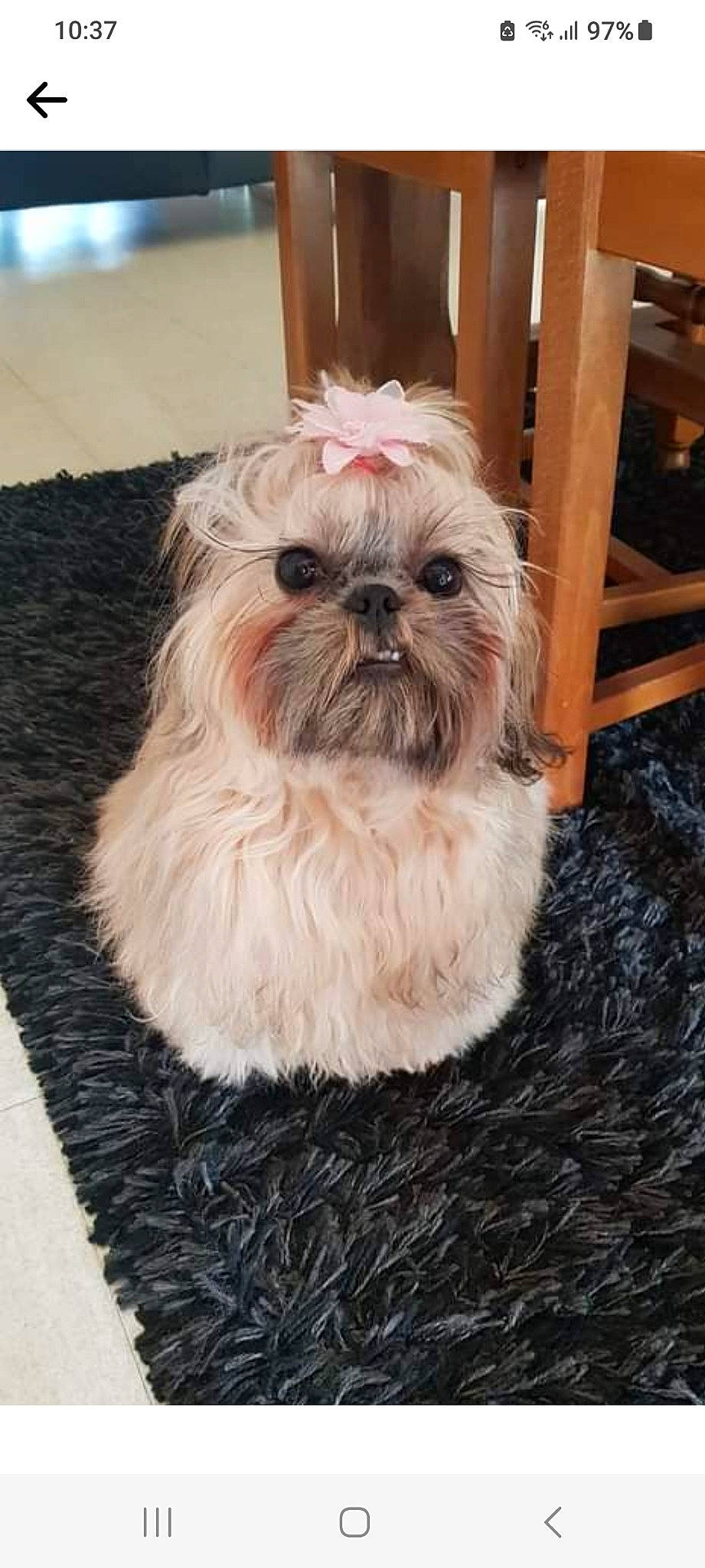 Ouna participe au concours pour gagner de l'argent avec cette photo : canidae, carnivore, companion_dog, dog, dog_breed, dog_supply, eye, fawn, fur, hair, liver, maltepoo, shih_tzu, small_terrier, snout, sporting_group, terrier, toy_dog, whiskers, working_animal