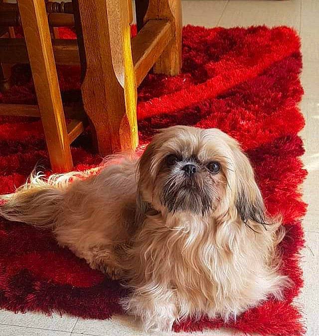 Ouna a rejoint le concours — aidez-le/la à gagner de superbes lots ! canidae, carnivore, comfort, companion_dog, dog, dog_breed, fawn, fur, liver, mal_shi, maltepoo, natural_material, non_sporting_group, shih_tzu, snout, sporting_group, terrestrial_animal, toy_dog, wood, working_animal