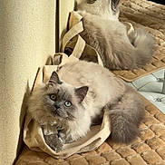 Atlas a rejoint le concours — aidez-le/la à gagner de superbes lots ! cat, fluffy, blue_eyes, reflection, mirror, tote_bag, beige, quilted_surface, indoor, relaxed, pet, feline, soft_texture, light_and_shadow, cozy, animal, portrait, cute, looking_up, whiskers