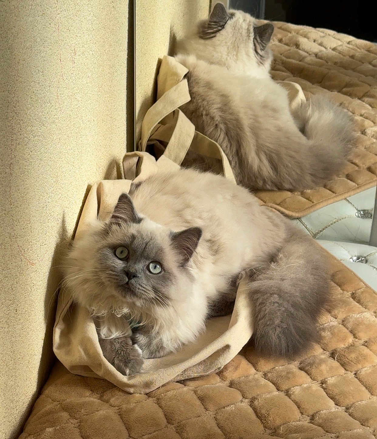 Atlas a rejoint le concours — aidez-le/la à gagner de superbes lots ! cat, fluffy, blue_eyes, reflection, mirror, tote_bag, beige, quilted_surface, indoor, relaxed, pet, feline, soft_texture, light_and_shadow, cozy, animal, portrait, cute, looking_up, whiskers