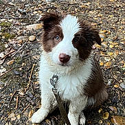 Scott participe au concours pour gagner de l'argent avec cette photo : dog, puppy, muddy, outdoor, earthy, rocks, leash, brown, white, fur, cute, pet, animal, sitting, adventure, nature, curious, young, wet, playful