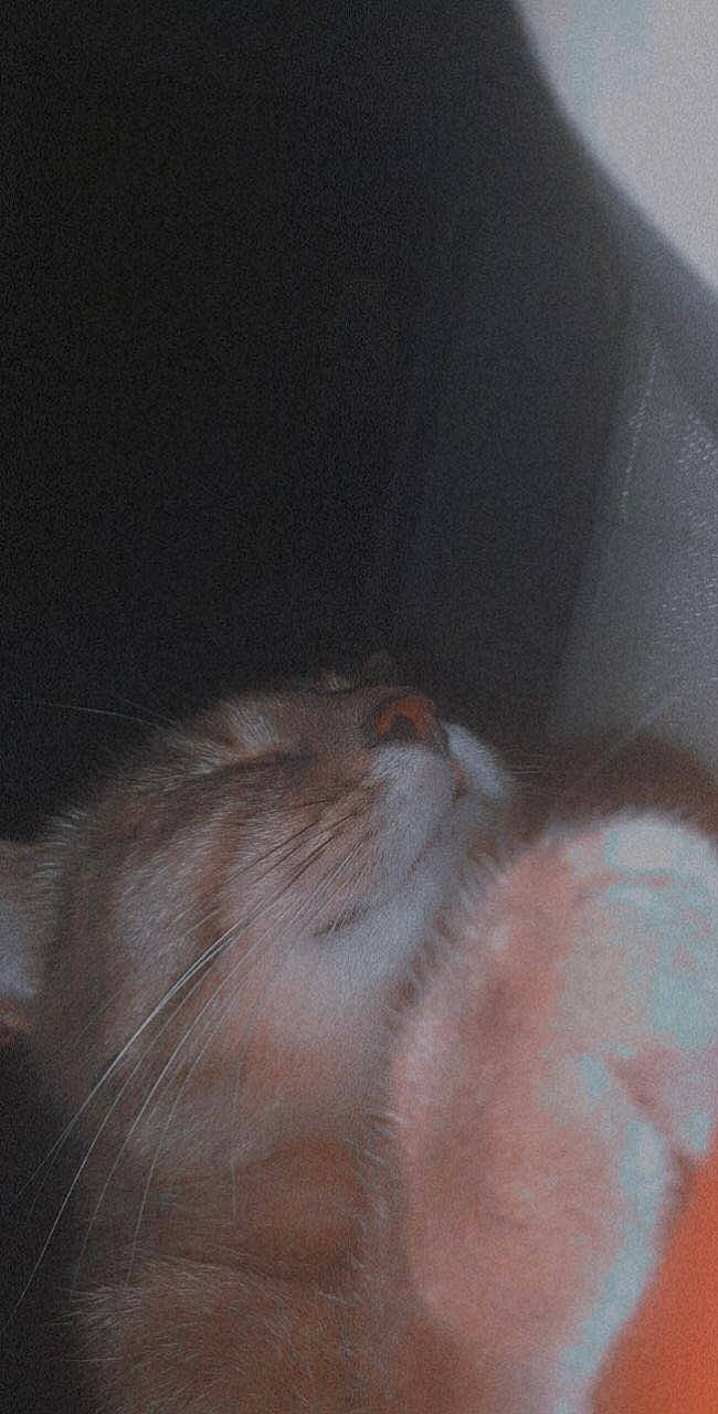 Missy participe au concours pour gagner de l'argent avec cette photo : carnivore, cat, comfort, ear, fawn, felidae, flesh, foot, fur, hardwood, human_leg, paw, small_to_medium_sized_cats, snout, tail, whiskers