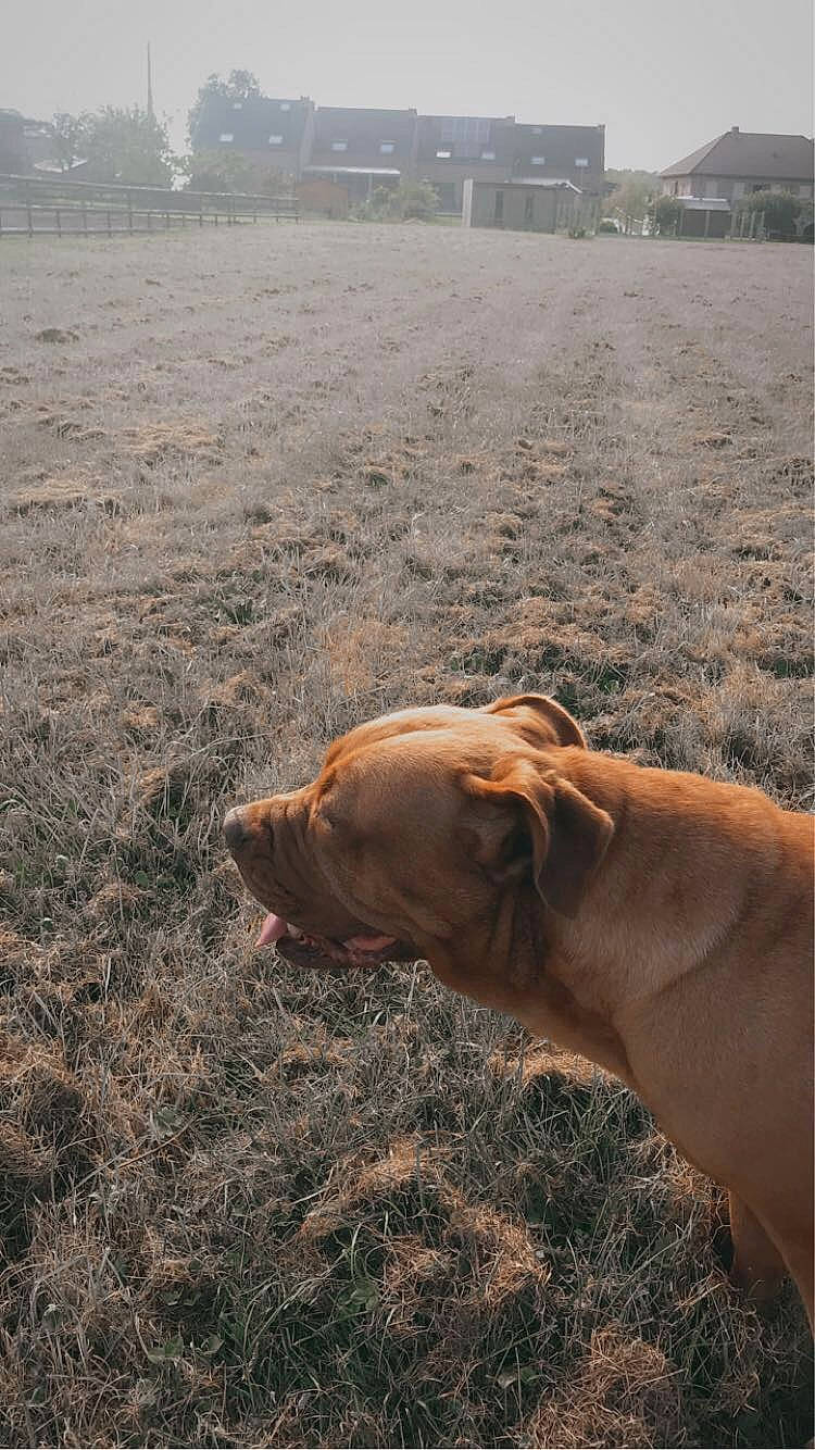 Kenza participe au concours pour gagner de l'argent avec cette photo : canidae, carnivore, dog, dog_breed, ecoregion, fawn, grass, grassland, horizon, landscape, morning, ocean, prairie, sand, sky, soil, sporting_group, tree, wood, working_animal