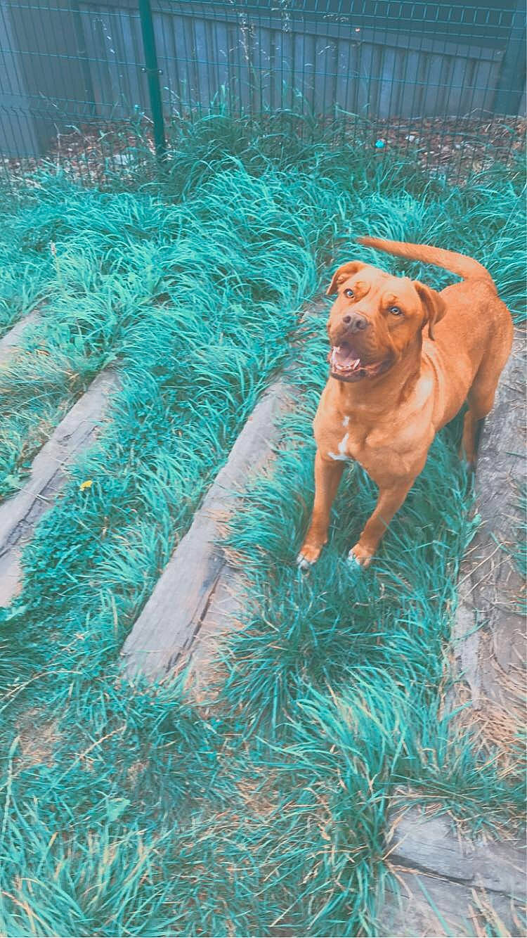 Kenza a rejoint le concours — aidez-le/la à gagner de superbes lots ! canidae, carnivore, companion_dog, dog, dog_breed, dog_supply, fawn, grass, green, guard_dog, gun_dog, liver, pet_supply, plant, snout, sporting_group, water, wood, working_animal, wrinkle