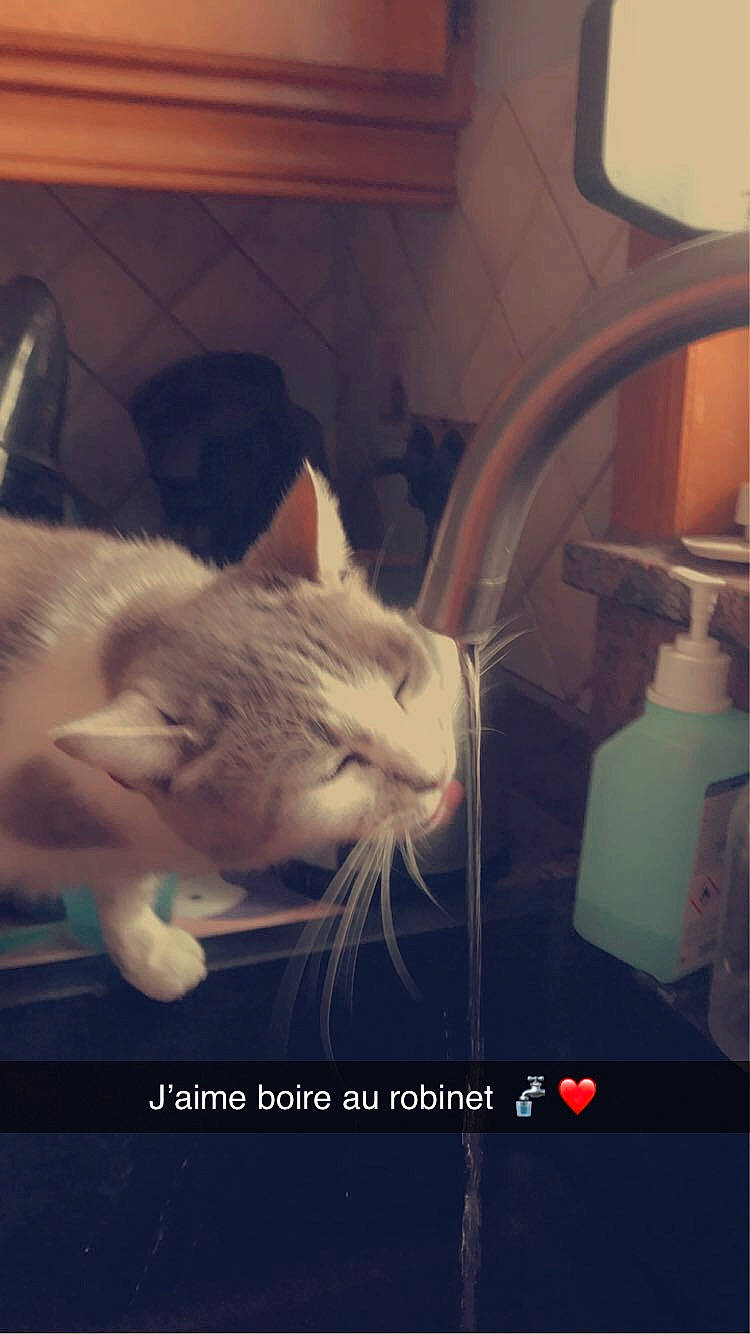 Chanel a rejoint le concours — aidez-le/la à gagner de superbes lots ! carnivore, cat, claw, cloud, comfort, domestic_short_haired_cat, felidae, fur, machine, metal, meteorological_phenomenon, organism, paw, photo_caption, room, sky, small_to_medium_sized_cats, square, tail, whiskers