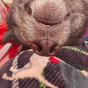 Axel joined the competition — help win amazing prizes! dog, close_up, nose, mouth, fur, blanket, patterned_blanket, sleeping, pet, animal, cozy, texture, indoor, cute, resting, whiskers, snout, upside_down, soft, warm